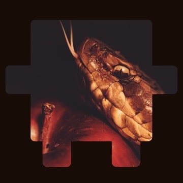 Close-up of a snake’s head next to a red apple