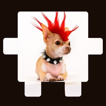 Small dog with a red mohawk wearing a spiked collar