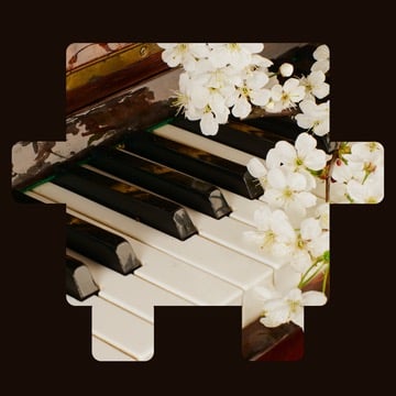 Piano keys with white flowers resting on them